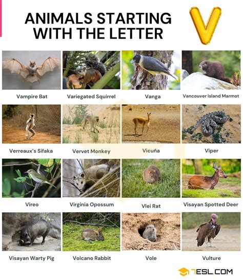 Animals that Start with V .